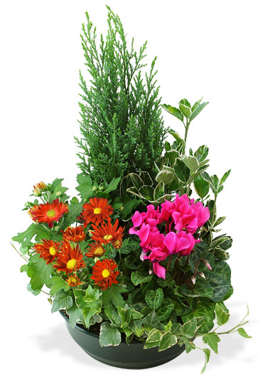 Interflora-coupe-plantes-variees