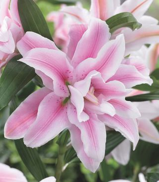 De nouvelles variétés de Lilium - Le pouvoir des fleurs