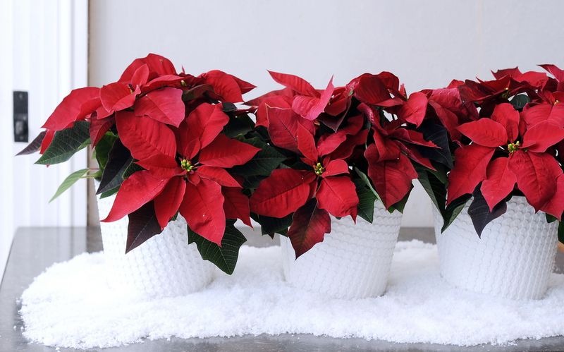 Poinsettia-2