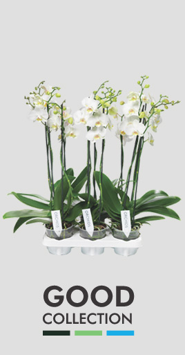 Phalaeno-good_plant