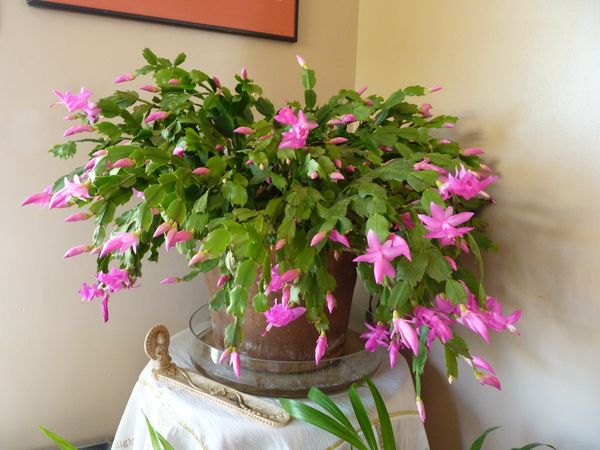 5 conseils pour votre Schlumbergera ou Cactus de Noël - Le pouvoir des  fleurs