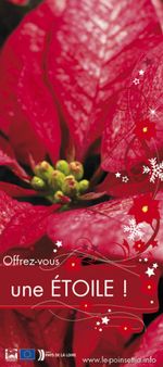 Affiche poinsettia