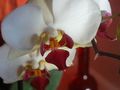 Orchidée Phalaenopsis les soins