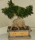 Ficus Ginseng soins