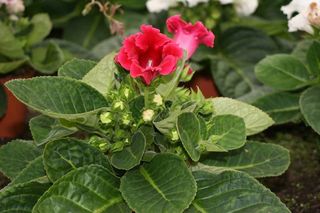 Gloxinia