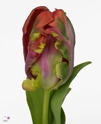 Tulip-parrot-orange-air-gr