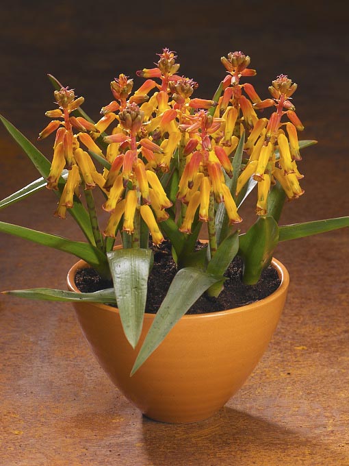 Lachenalia_fransie