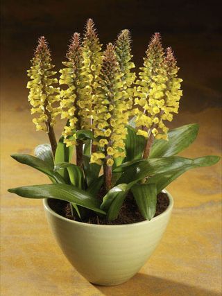 Lachenalia-15444groot