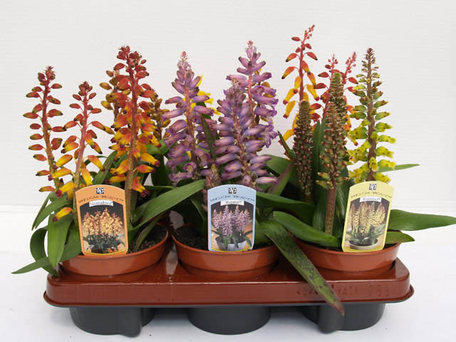 Lachenalia_tray