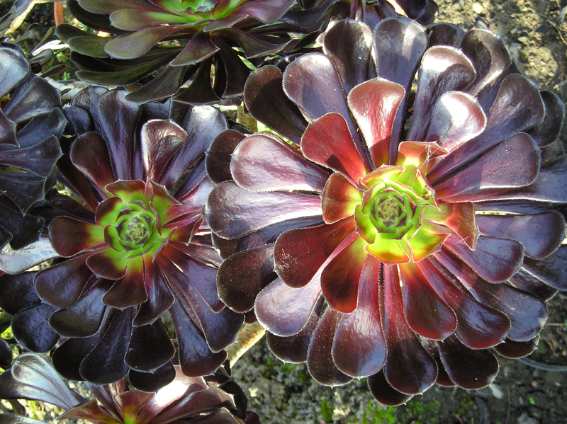 Aeonium_arboreum