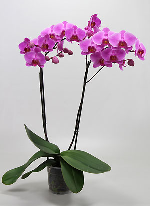 Orchidée mnemosyne