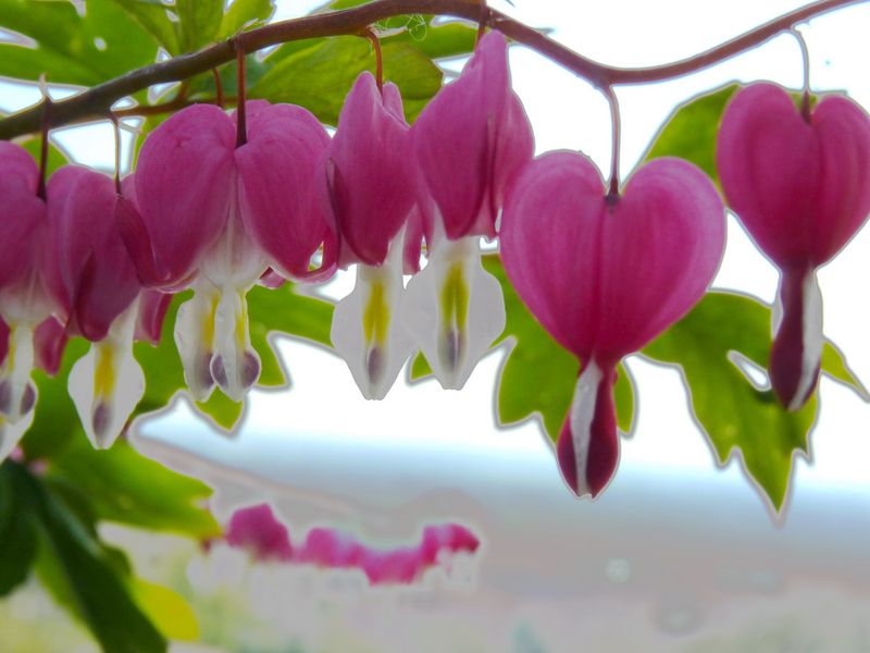 Dicentra