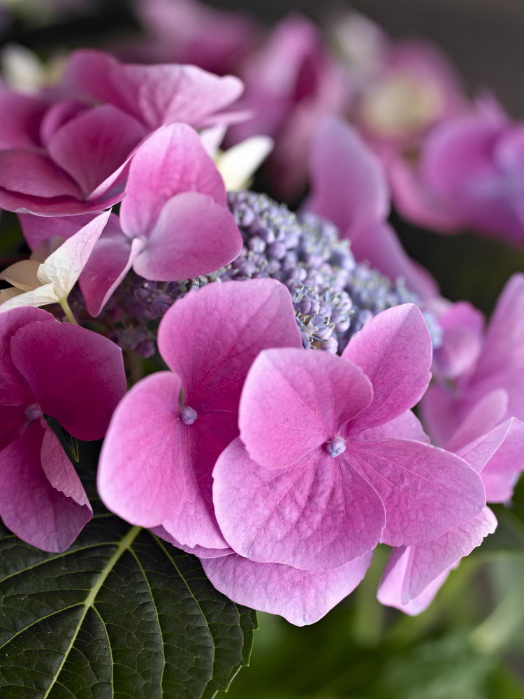 Hydrangea_detail