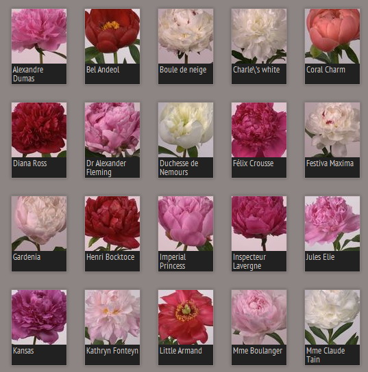 Pivoines_10