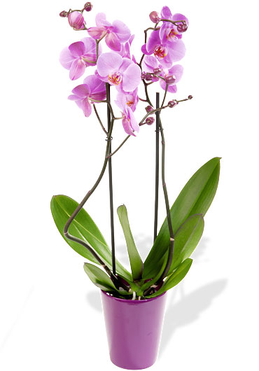 Inteflora_orchidée