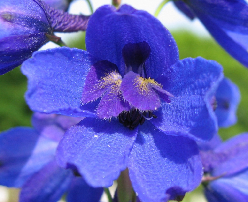 Des Japonais créent le lys bleu - Le pouvoir des fleurs