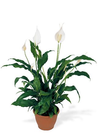 Interflora_Spatiphyllum