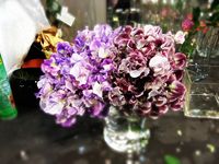 Lathyrus-_01