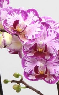 Nouvelles variétés d' Orchidées Phalaenopsis - Le pouvoir des fleurs