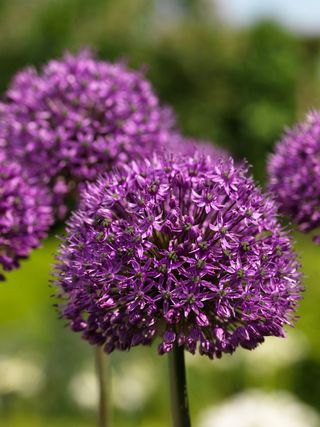 Allium-statos-10