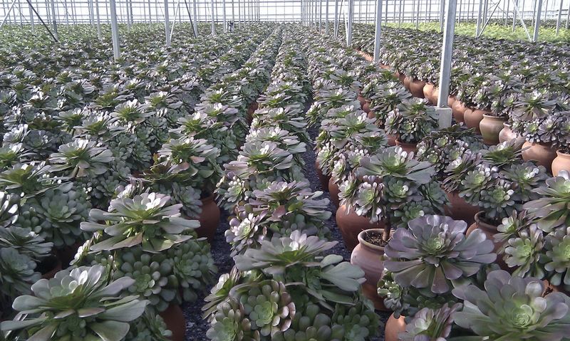 Aeonium_Velours_xl