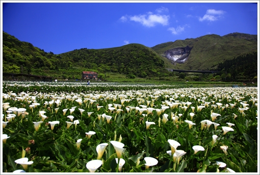 Calla Lily Season01