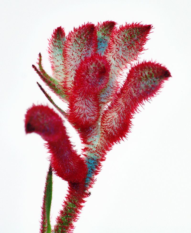 Anigozanthos_flavidus_close-up