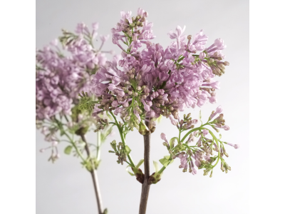 Syringa_01