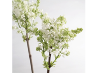 Syringa_02