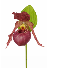 Cypripedium_pueblo_02