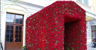 L'Orchidée de grandes fleurs - Blumstein Fleuriste Strasbourg