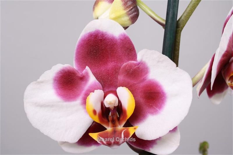 Phalaenopsis_Miracles_02