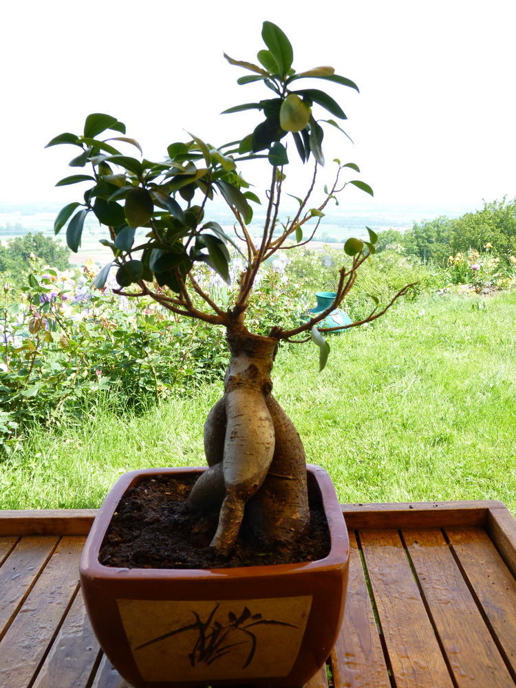 Ficus_microcarpa_rempotage_05