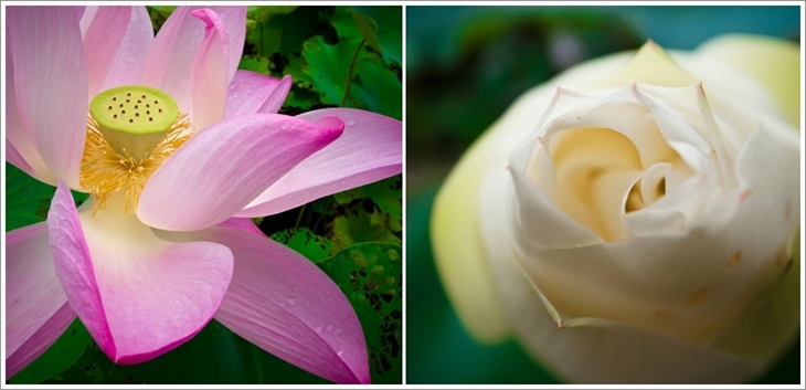 Lotus Flower Season02