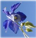 Fleur-mystere-23 Fleur-mystere-23