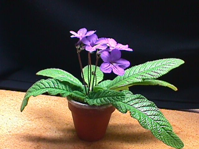 Streptocarpus_01