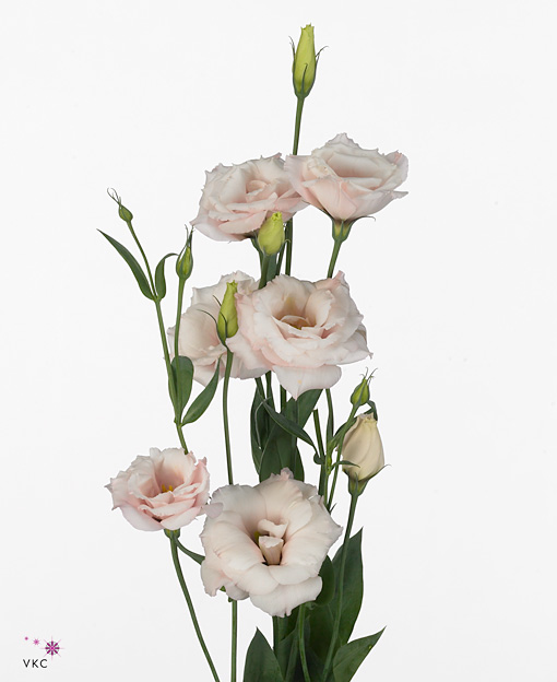 Lysianthus_Arena_Light_Pink_xl