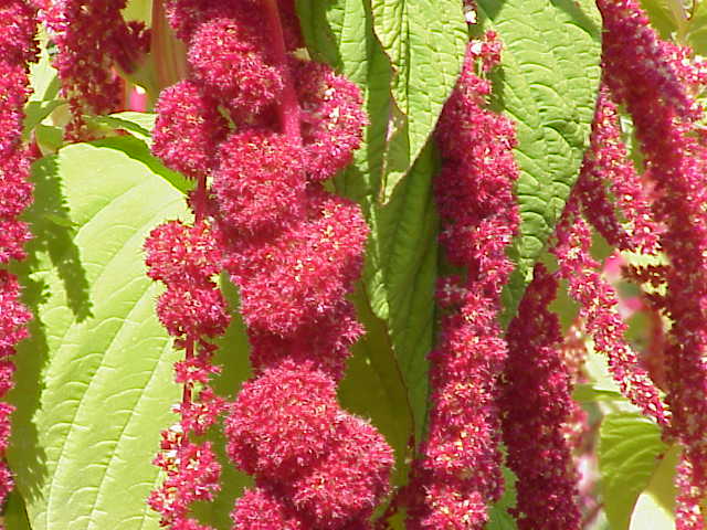 Amaranthus_caudatus0