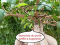 Ficus Ginseng couper branche