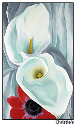 Calla anemones