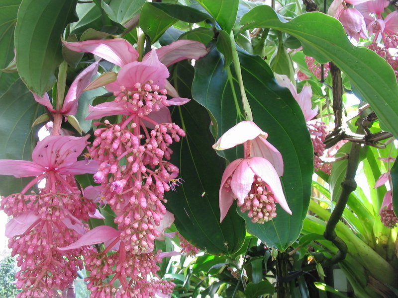 Medinilla magnifica