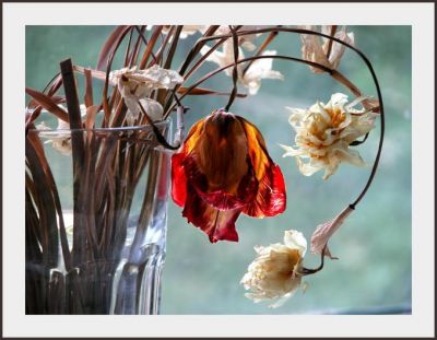 Fleurs fanées