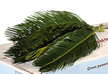 Cycas