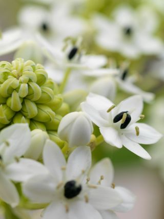 Ornithogalum-saundersiae-06