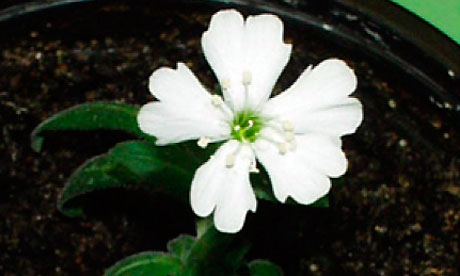 Silene-stenophylla-006