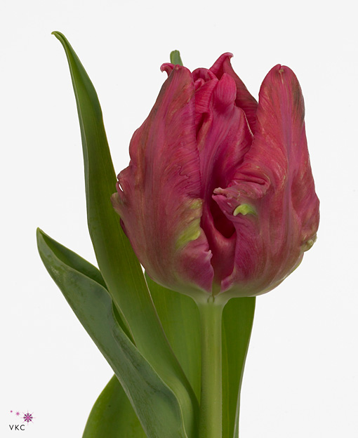 Tulip-parrot-marvel-gr