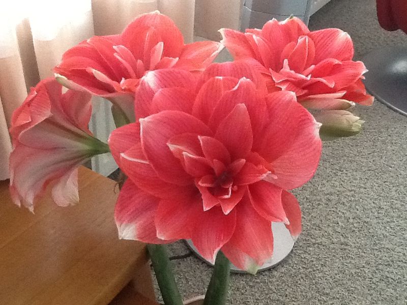 Amaryllis