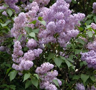 Lilas bouquet