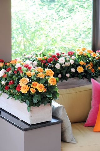 Fleurs balcon plein soleil