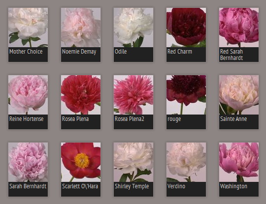 Pivoines_11